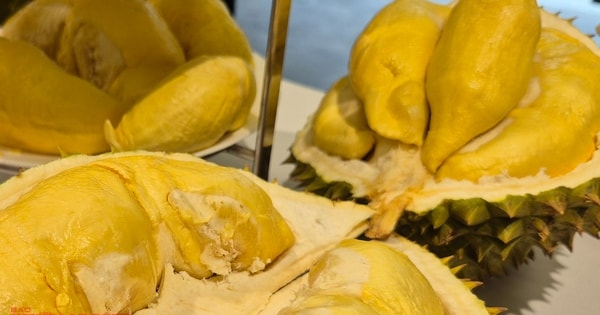 Giá sầu riêng hôm nay 7-10: Tiếp tục tăng mạnh, đến lượt Campuchia xuất sang Trung Quốc