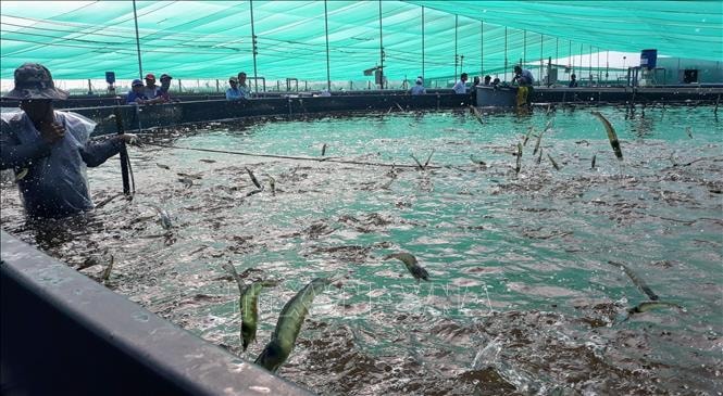 Giá tôm Cà Mau tăng cao