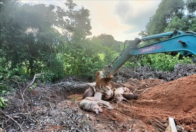 Cấp bách ngăn chặn cúm gia cầm H5N1 và dịch tả lợn châu Phi lây lan