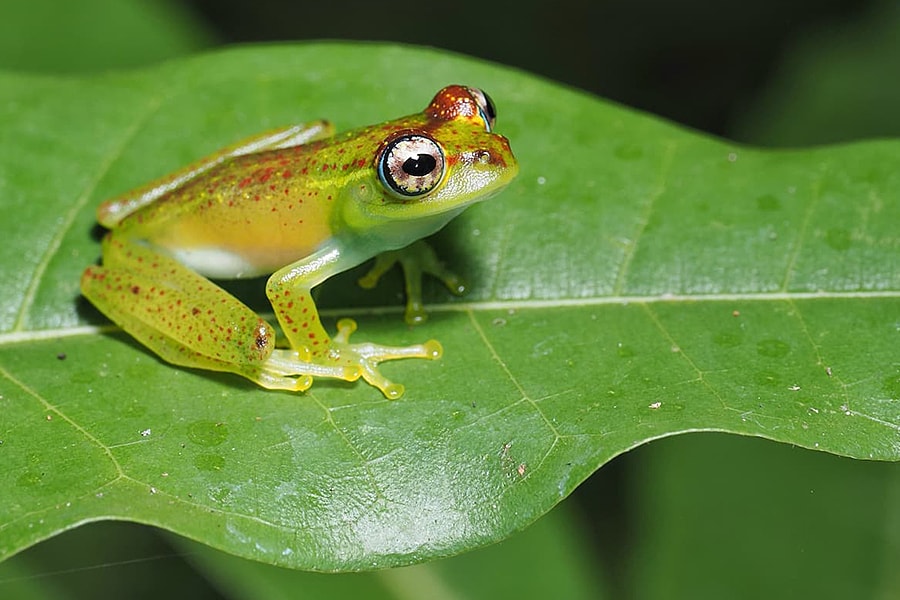 Nuốt 8 con ếch sống chữa đau lưng, cụ bà nhập viện cấp cứu