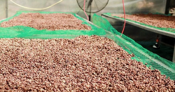 Giá cà phê hôm nay 8-10: Giảm mạnh, doanh nghiệp Việt lép vế cuối vụ