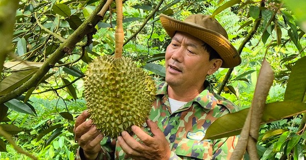 Giá sầu riêng hôm nay 8-10: Vượt 100.000 đồng/kg, nhà vườn trúng lớn