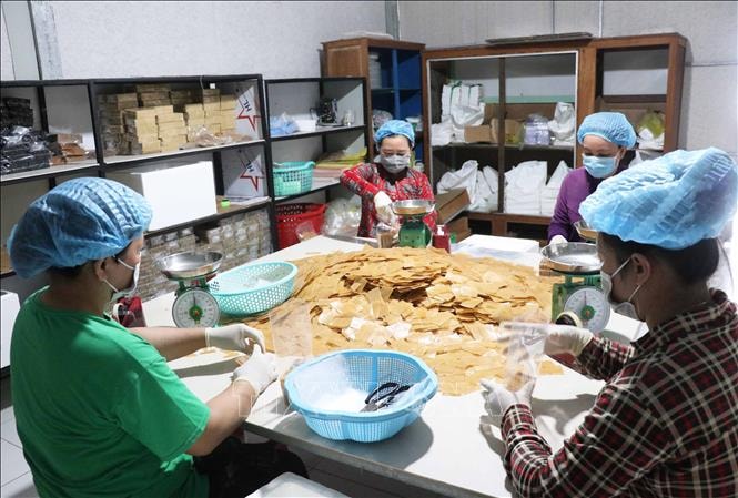 Đột phá kinh tế tập thể tại Cà Mau trong nông nghiệp hiện đại