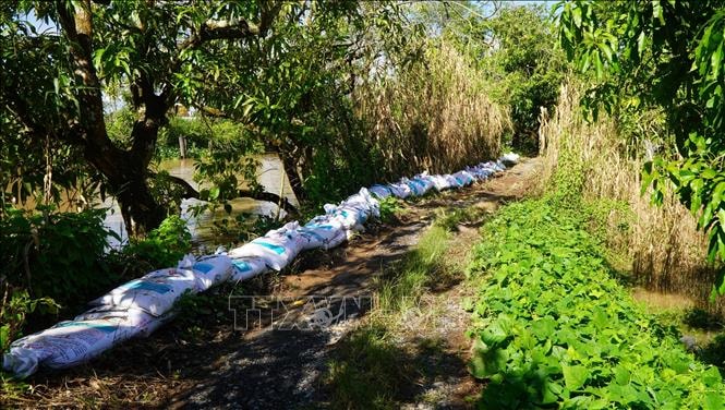 Đồng Tháp gia cố đê bao xung yếu ứng phó với triều cường dâng cao