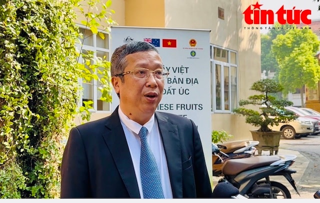 Bưởi Việt vào Australia là tiền đề quan trọng để mở rộng thị trường xuất khẩu