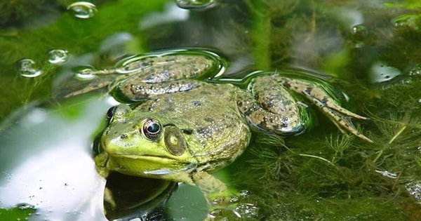 Cụ bà nuốt 8 con ếch sống để chữa đau lưng và cái kết