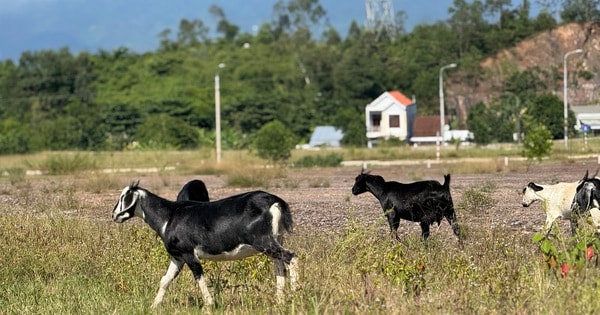 Cụm công nghiệp trăm tỉ ở Đà Nẵng "đứng bánh" vì vướng giá đất