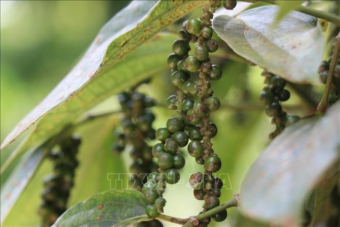 Giống hồ tiêu - nút thắt trong chuỗi giá trị tỷ đô