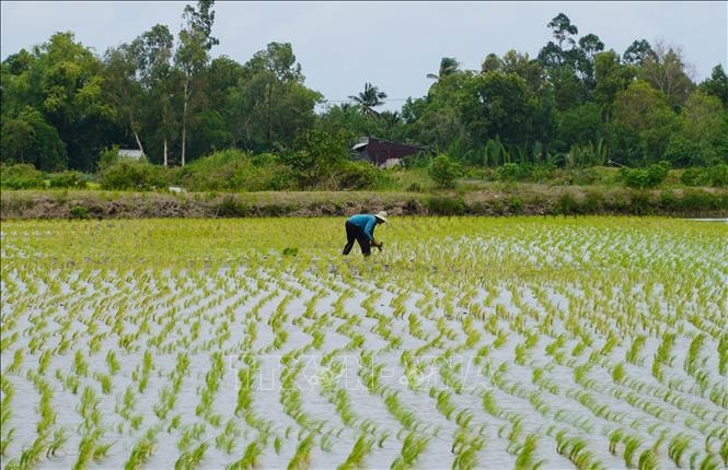 Nông dân thu lợi hàng trăm triệu đồng từ mô hình lúa-tôm hữu cơ xen canh