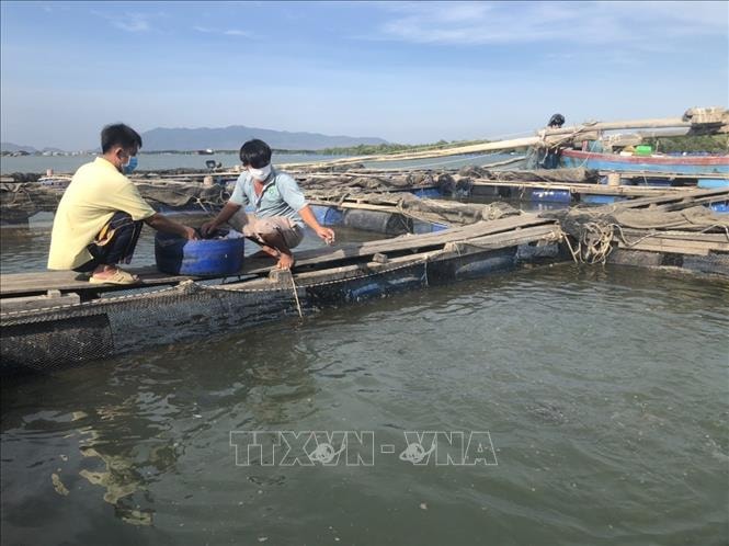 Phát triển bền vững nghề nuôi biển - Bài cuối