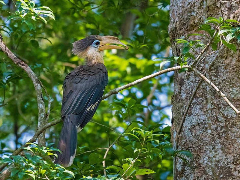 Người dân tự nguyện giao nộp hai con chim niệc nâu quý hiếm