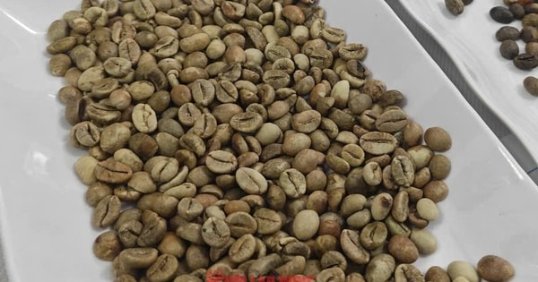 Giá cà phê hôm nay 13-10: Mỹ tăng mua đột biến, giá cà phê có tăng trở lại?