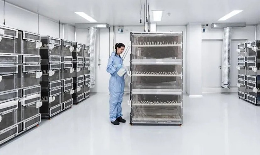 Brazil sản xuất 300 triệu trứng muỗi mỗi tuần chặn sốt xuất huyết