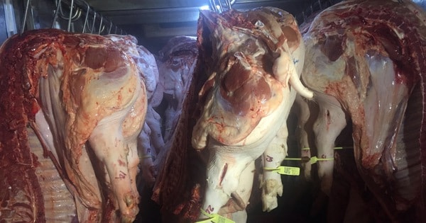 Tin tức giá heo hơi ngày 14-10: Tiếp tục giảm sâu