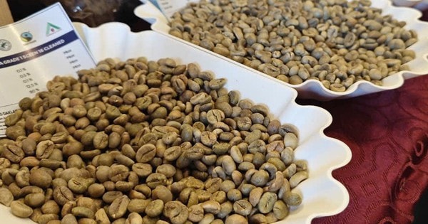 Giá cà phê hôm nay 14-10: Tăng tốt đầu tuần