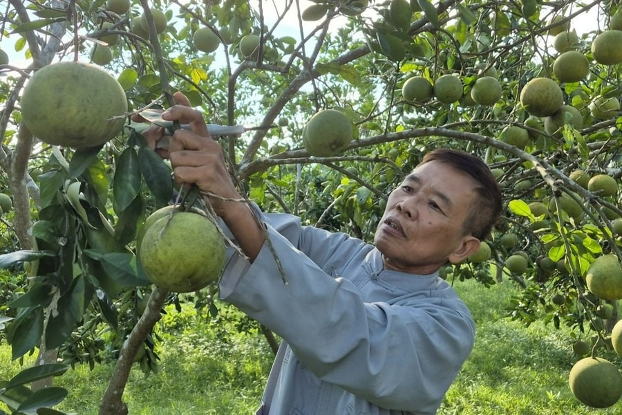 Từng đi buôn 2 ngày lãi 1 chỉ vàng, lão nông quyết bỏ nghề về trồng bưởi
