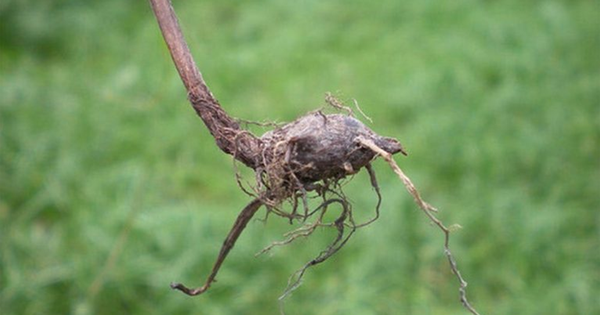 Loại cây "kẻ thù nhà nông" thấy là nhổ không ngờ có giá 350.000 đồng/kg