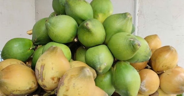 Điều gì khiến giá dừa tươi đột ngột giảm sâu?