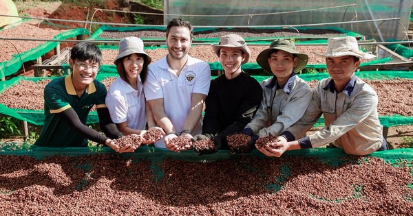 Giá cà phê lên đỉnh, trả công 1 triệu/ngày vẫn thiếu người hái