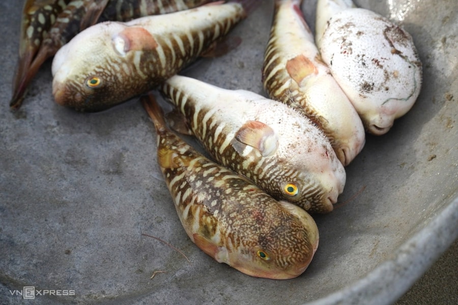 4 người ngộ độc sau khi ăn cá nóc