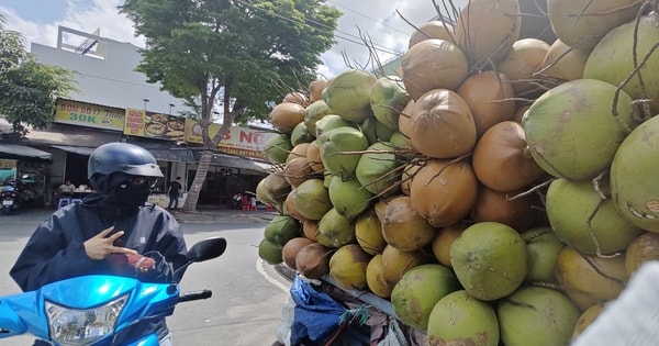 Rõ lý do giá dừa tươi rớt thảm