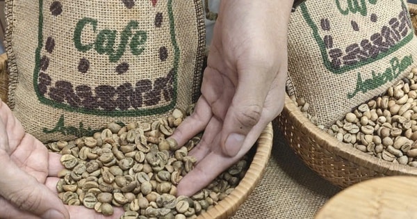 Giá cà phê hôm nay 16-10: Tăng trở lại và sự trỗi dậy của cà phê Trung Quốc
