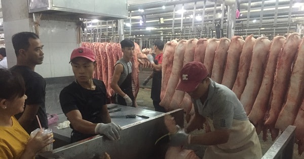 Tin tức giá heo hơi ngày 16-10: Heo "xấu" rớt giá chỉ còn 45.000 đồng/kg