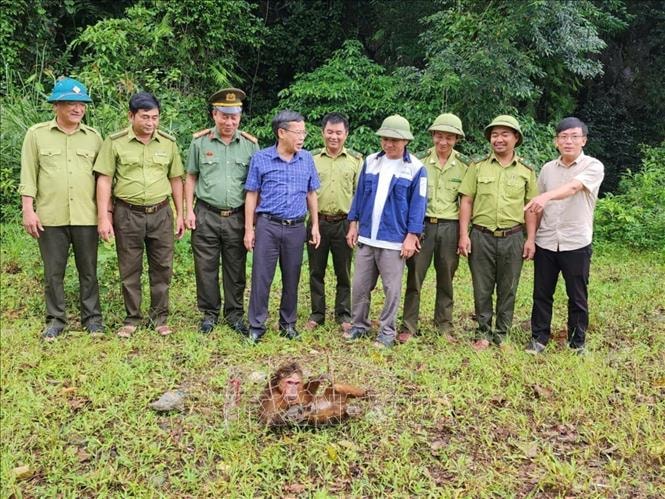 Trả về môi trường sống tự nhiên một cá thể khỉ mặt đỏ quý hiếm