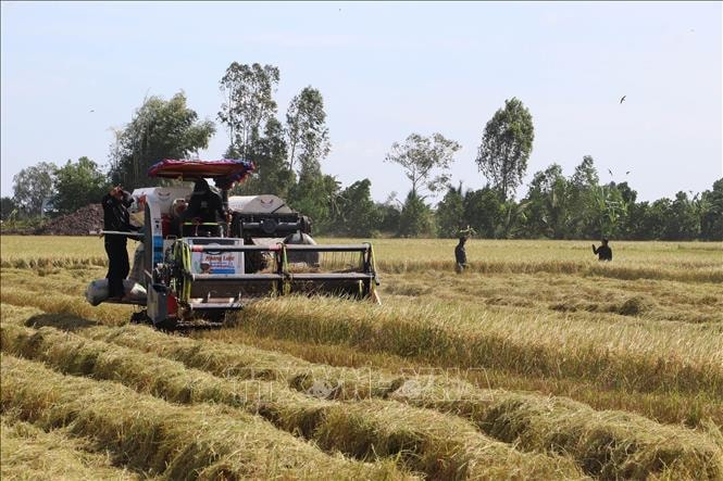 Mối nguy lúa cỏ trên đồng ruộng ở Đồng bằng sông Cửu Long