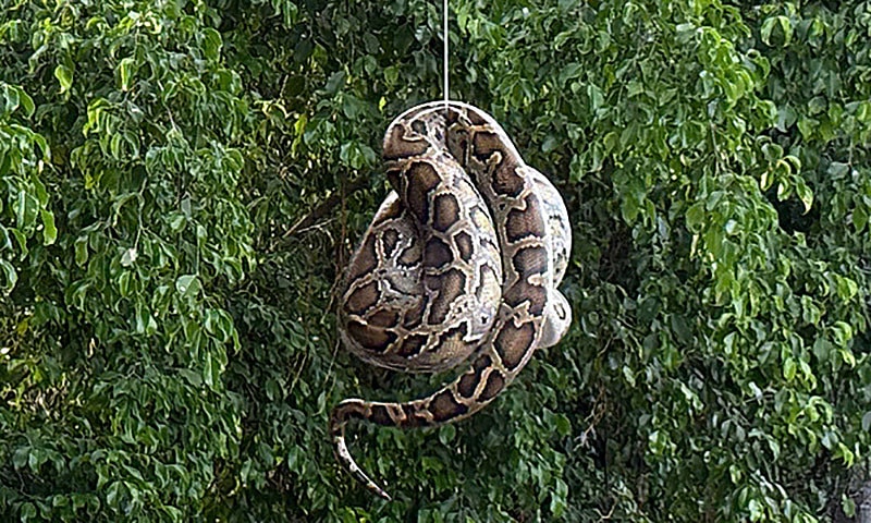 Trăn nằm trên cây gần bến tàu du lịch Nha Trang