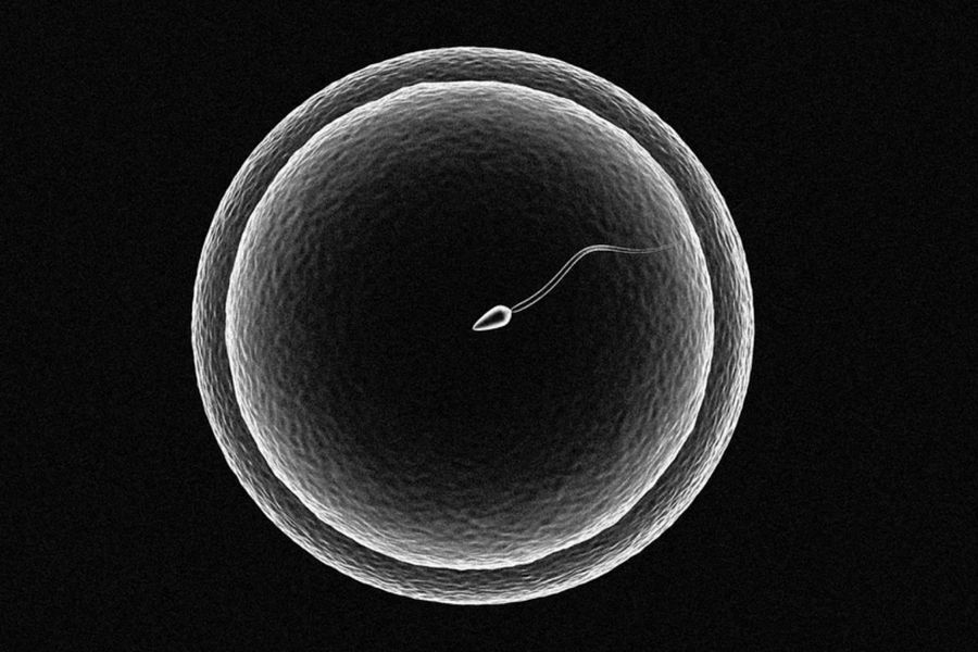 Bỏ lỡ cơ hội có thai vì quan hệ sai thời điểm