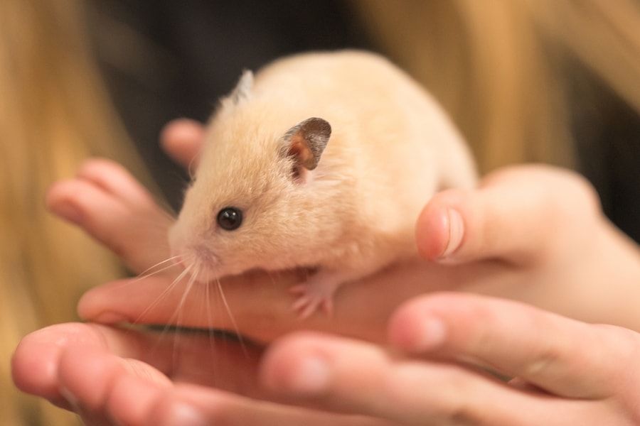 Chuột hamster có mang virus dại không?