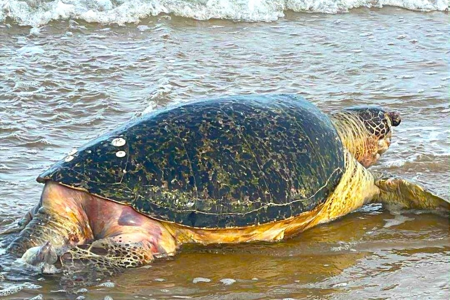 Rùa biển hơn 100 kg chết dạt vào bờ biển Mũi Né