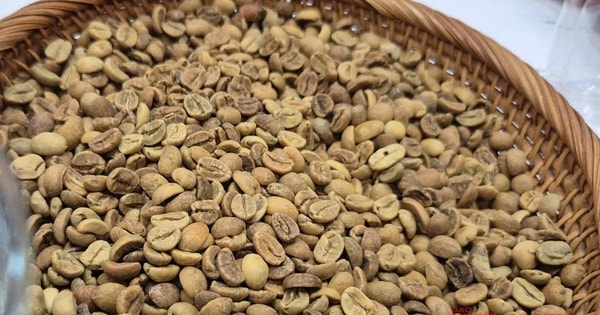 Giá cà phê hôm nay 18-10: Robusta hạ nhiệt