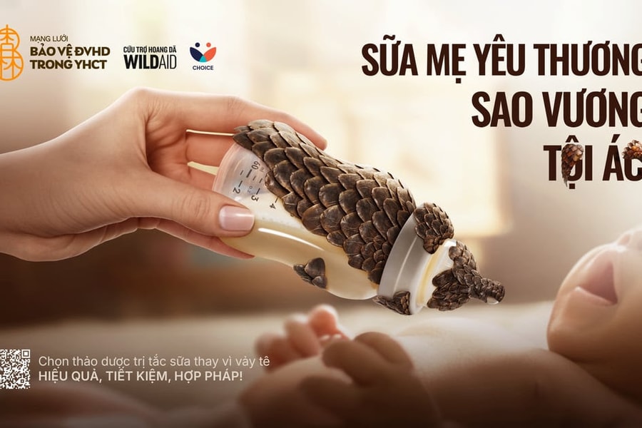 Chiến dịch ‘Bình sữa vảy tê’ kêu gọi chấm dứt dùng vảy tê tê trị tắc tia sữa