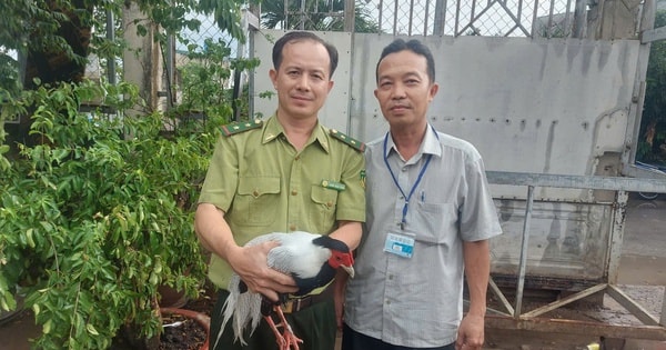 Một con gà lôi trắng tại TP HCM được giao về trạm cứu hộ