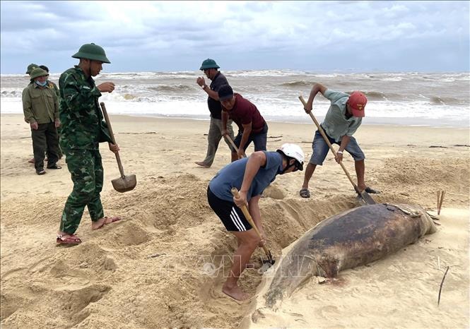 Xác cá heo nặng 150 kg trôi dạt vào bờ biển Nhật Lệ