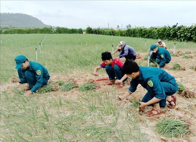 Hỗ trợ thu hoạch hành, bảo vệ diện tích lúa vừa gieo sạ trước bão