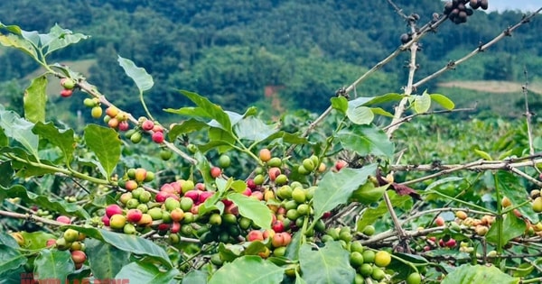 Giá cà phê hôm nay 21-10: Arabica leo đỉnh, Robusta Việt có cơ hội vàng