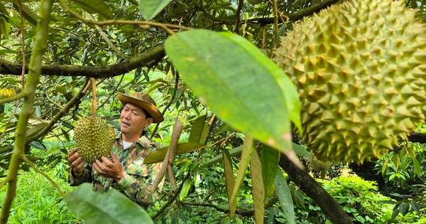 Xuất khẩu nông sản chú ý, Trung Quốc vừa ban hành chính sách mới