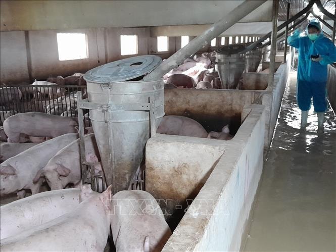 Ngành chăn nuôi chuyển mình mạnh nhờ công nghệ hiện đại