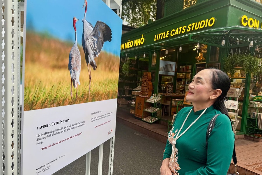 Sếu đầu đỏ và câu chuyện bảo tồn sự sống