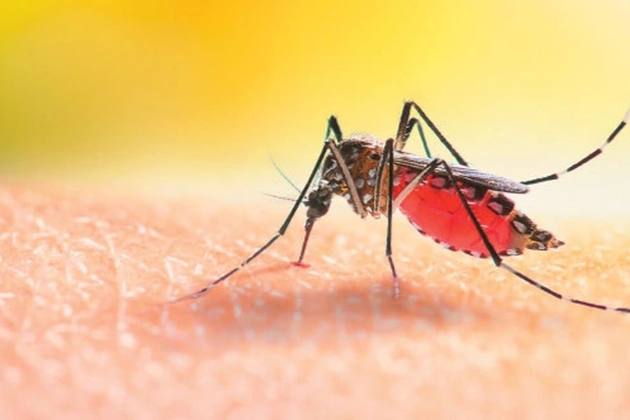 Lần đầu phát hiện 3 con muỗi ở quốc gia duy nhất thế giới không có muỗi