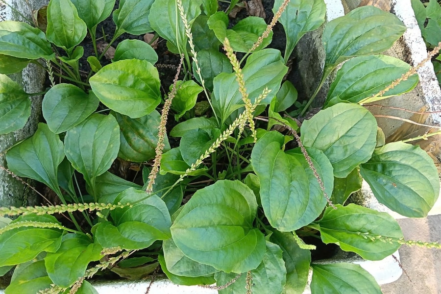 Uống nước rau mã đề có trị được viêm gan B?