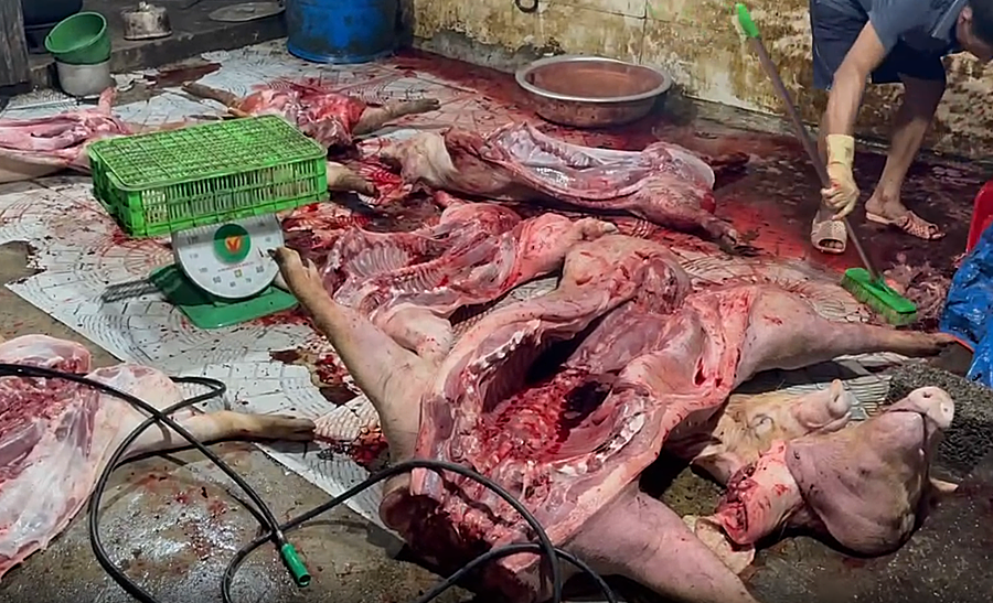 Chủ lò mổ 'bắt tay' kỹ sư thú y mua bán hàng tấn thịt lợn bệnh