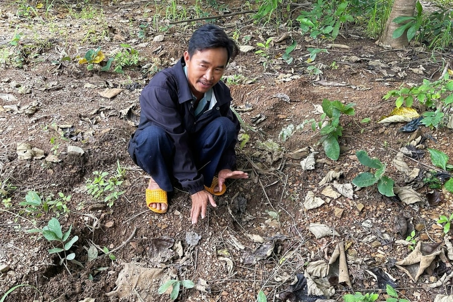 Bất an vì voi rừng quật chết người, phá rẫy ở xã biên giới Lâm Đồng