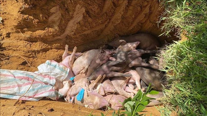 Đà Nẵng phạt chủ phương tiện, tiêu hủy lợn vận chuyển lợn trong vùng có dịch