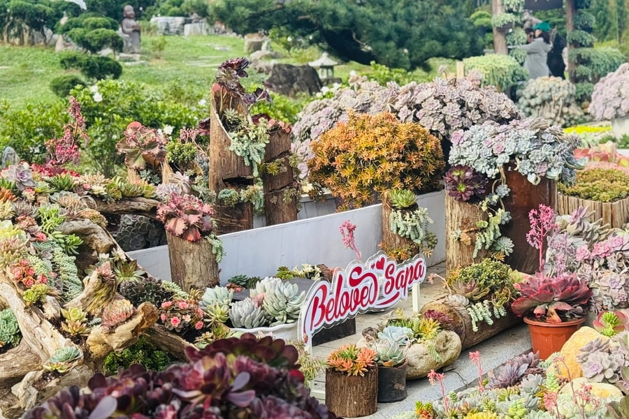 Hàng trăm nghìn cây sen đá trên đỉnh Fansipan