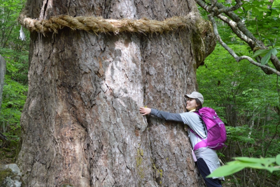 'Tắm rừng' - bí quyết sống khỏe của người Nhật