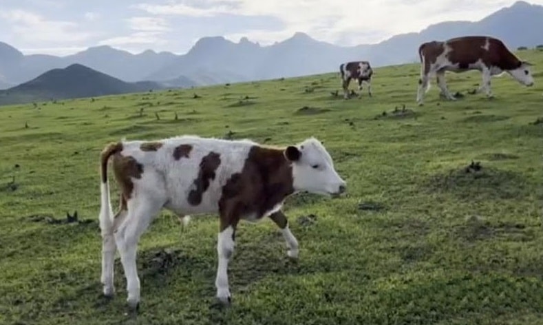 Dính bẫy lừa vì ham ăn lẩu miễn phí